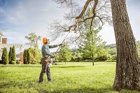 Professional Tree Services in Edgemont Park, MI